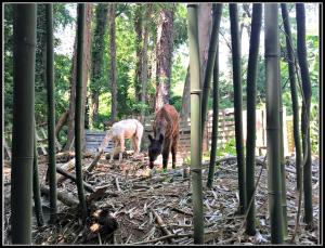 Cozy Alpaca Tree House Rental in the Bamboo Forest in Atlanta, Georgia