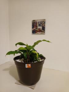 Casa Xico 424- Centro, Xicotepec, Puenlo Magico