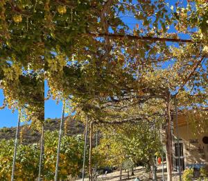 Olive Grove Cottage Guest house