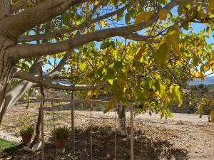 Olive Grove Cottage Guest house