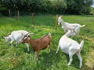 Ferien- und Pferdehof Egelkraut "Feriendomizil am Meer"