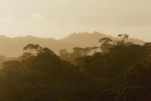 Finca Renacer - Jungle Lodges