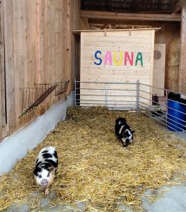 Uelis-Stoeckli Gästezimmer mit Billard und Lamatrekking