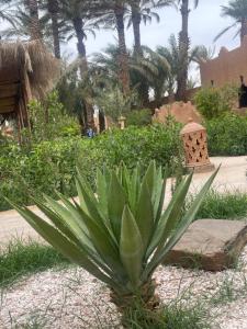 Zagora Oasis Lodge & Desert Excursions
