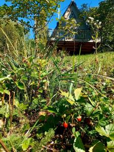 Мюзіка Карпат