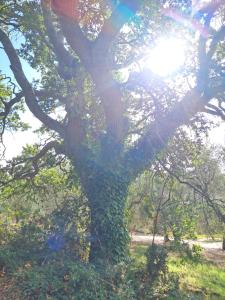 Caranna, Valle dItria, Puglia
