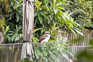 Bright and Cozy Queen Room - Serene Spot at Pymble - Shared Bathroom