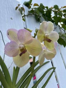 Villa Mokara Brassia 2 bedrooms