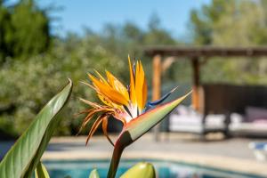 Villa Alegria Villa Apt with Sole Use of Private Pool