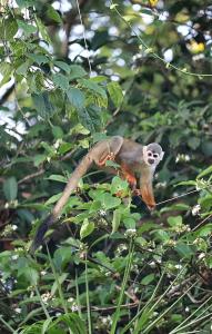Jacamar Lodge Expeditions