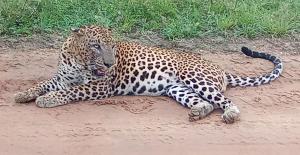 Yala Wild Tree House