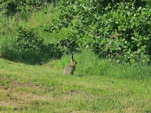Tiny House De Hagekrûper