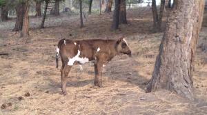 Authentic Tipi Tent near Glacier National Park, Montana