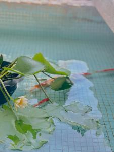 PoolLiving, Kitchen, BBQ|Park&Market