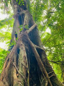 Almaré Hospedagem - Boipeba