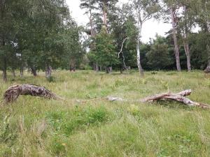 12 person holiday home in Idestrup-By Traum