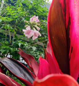 The garden oasis close to SJO airport