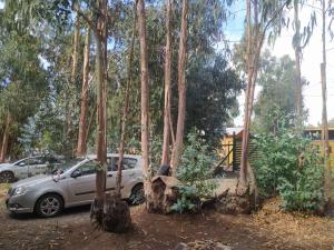 Cabaña entre eucaliptos en Huaquén 3D 1B más patio