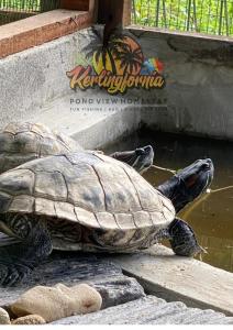 Kerlingfornia Kiddo Kingdom
