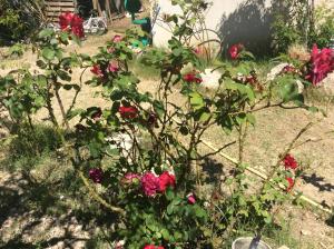 Appartements La Roseraie Camarguaise : photos des chambres