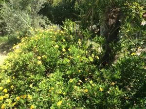 Appartements La Roseraie Camarguaise : photos des chambres