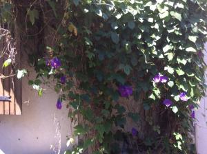 Appartements La Roseraie Camarguaise : photos des chambres