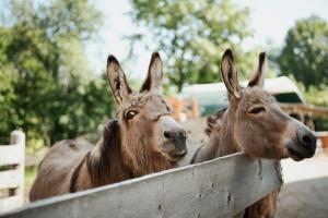 !!NUR!! Campingplatz - keine Zimmer - Biohof Dimper