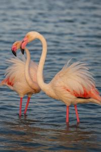 Sardinia Ovest 2 img31