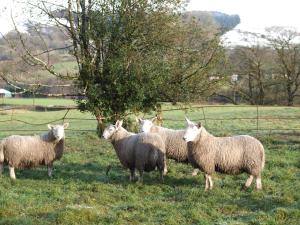 Hobby Stable Cottage