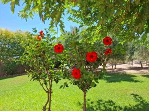 Rhodes Soul Luxury Home