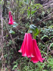 Tiny houses, domo en Temuco, Cumbres del Conunhuenu