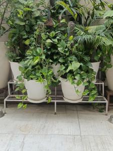 Elegant Escape in Gurgaons Prime Location