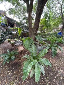 บ้านนกฮูก อิงธารา