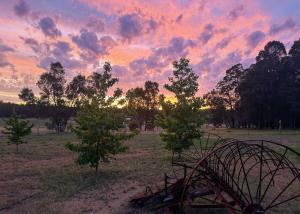 Gum Tree Hideaway by Tiny Away