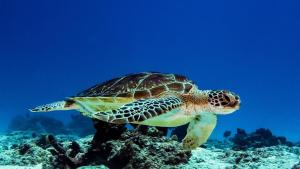 Paje Beach Zanzibar Private Luxury Villa with pool AC WIFI TV 90m walk to beach central location walk to shops bars & restaurants