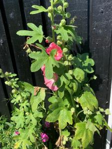 Beachfront House At Hølken Beach