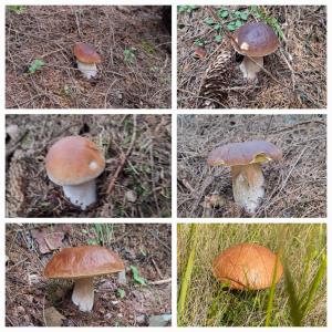 Шепіт Карпат