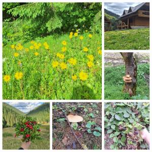 Шепіт Карпат