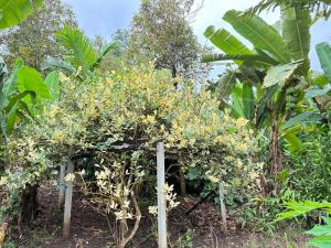 มาค่ะ ฟาร์มสเตย์ ห้วยเขย่ง สวนคุณตา สวนทุเรียนทองผาภูมิ