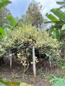 Maka farmstay Thong Pha Phum สวนคุณตาฟาร์มสเตย์