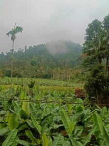 Nostalgia Homestay