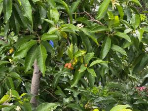 Hotel Misaki HCM Vietjet T1 ,T2 Airport - Pick up Airport