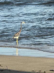 Playa Negra Zen Bistro