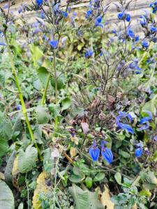 The Manor by Orchids