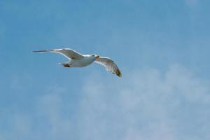 Domein 15 De Haan Nieuwmunster, 4-bedroom holiday house for up to 6 people, between Wenduine, 1 km, and De Haan, 2 km, 500 meters from the beach,15 min from Bruges, Ostend and Knokke, nice fenced garden, bed linen and towels provided