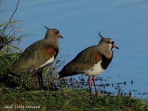 Hospedaje Las Gardenias
