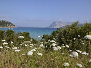 Comfortable apartment near Budoni img18