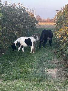 Agriturismo Carne Sicura