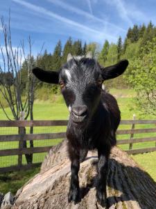 Ferienwohnung Lahnerhof