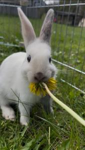 Ferienwohnung Lahnerhof